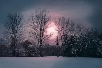 

sunset Winter Snow forest tree Background Vinyl cloth High quality Computer print wall backdrops