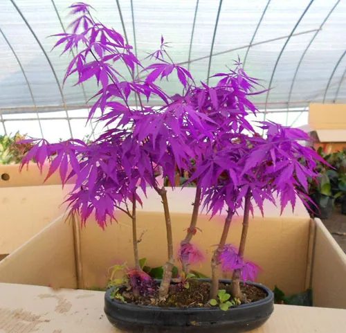 

50PCS Maple Trees bonsai Rare In The World Canada Is A Beautiful Purple Maple Garden Plants Trees For Flower Home Garden