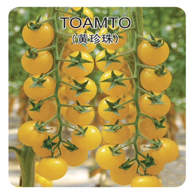 

Yellow pearl tomato bonsai 200pcs selling organic vegetable bonsai