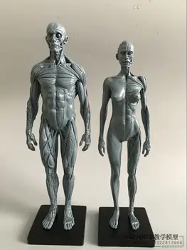 

30cm Artistic Human Body Musculoskeletal Anatomy model Human Body Structure CG Painting Sculpture Teaching 2pcs