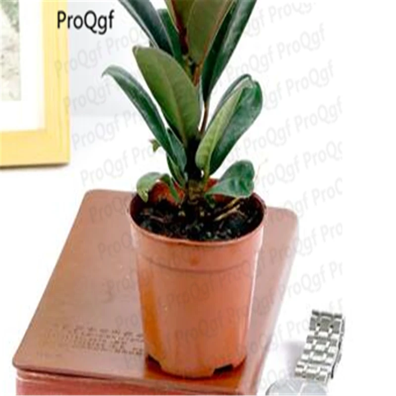 

3Pcs A Set Ficus elastica Plant