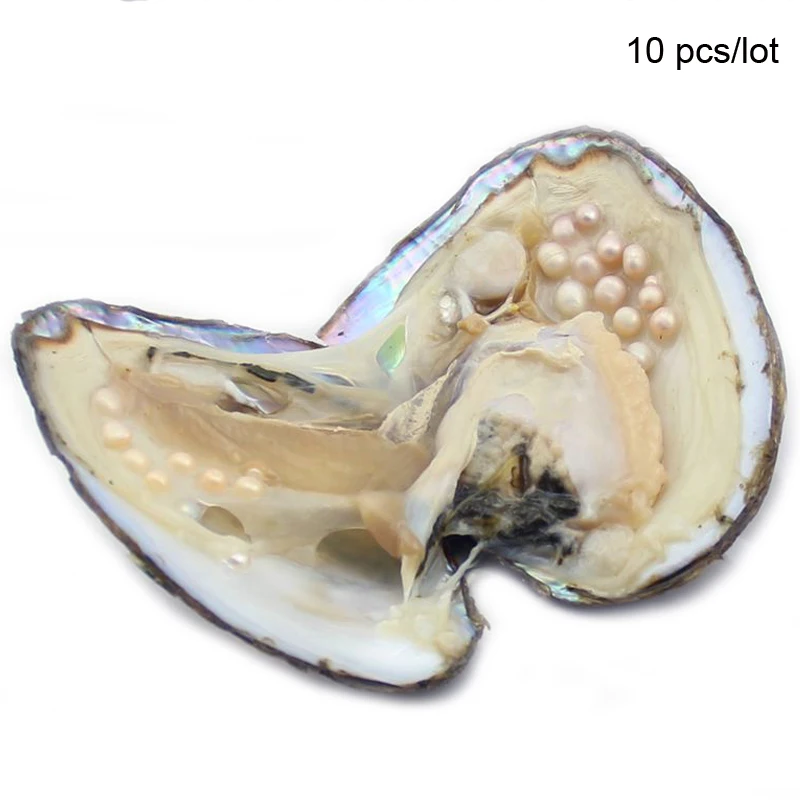 Buy Oysters Pearls 10pcs Big Freshwater Pearl Oyster Vacuum Packed Packed Shell