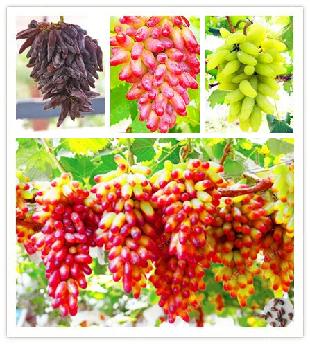 

50 Bonsai Bag Rare Finger Grape Fruit Bonsai Senior Courtyard Plants Natural Growth Grape Delicious Gardening Fruit Plants