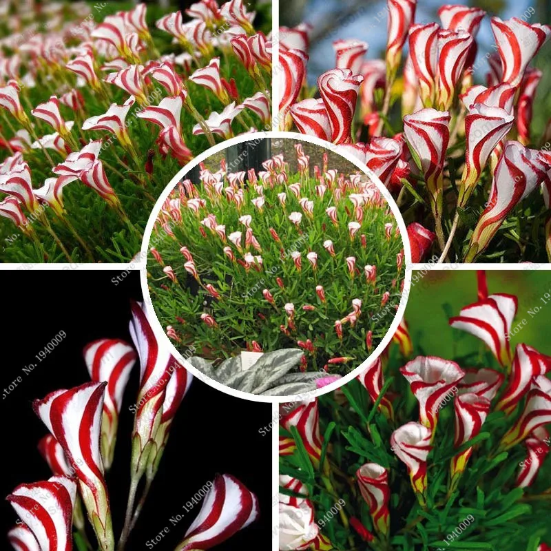 

Rare Oxalis Flowers seeds color rotary Oxalis versicolor seeds For Garden 100 particles / bag