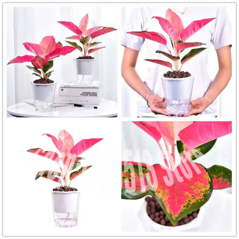 

100 Pcs/Bag Ruyi queen ( Aglaonema sp ) bonsai plant perennial herb flower family decoration potted plant garden planting