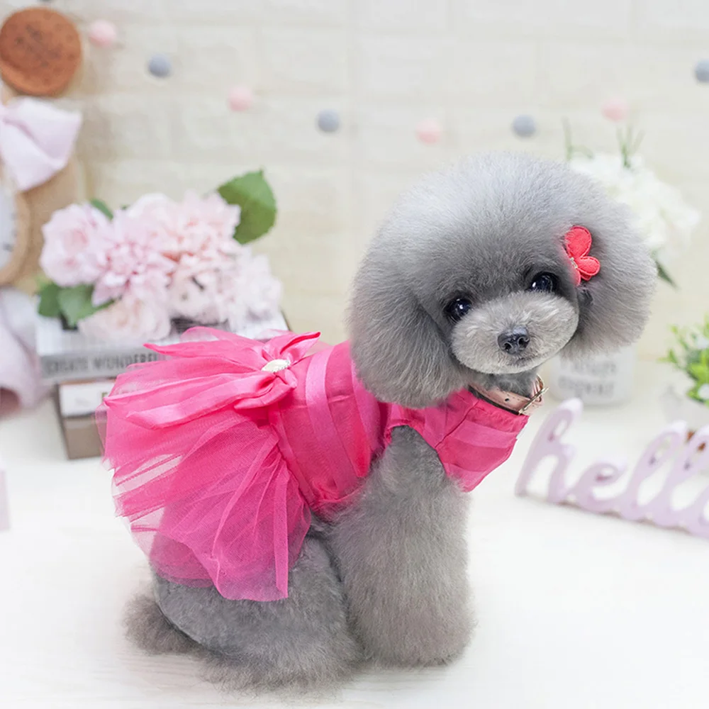 pet clothes