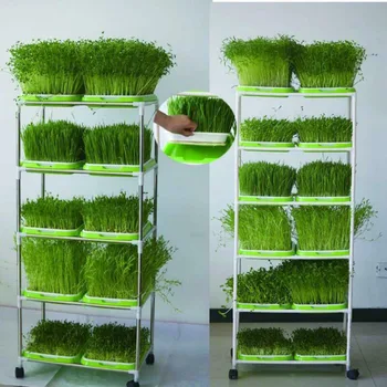 

Seed Sprouter Tray Soil-Free Big Capacity Healthy Wheatgrass Grower with Cover Seedling Tray Sprout Plate Hydroponic