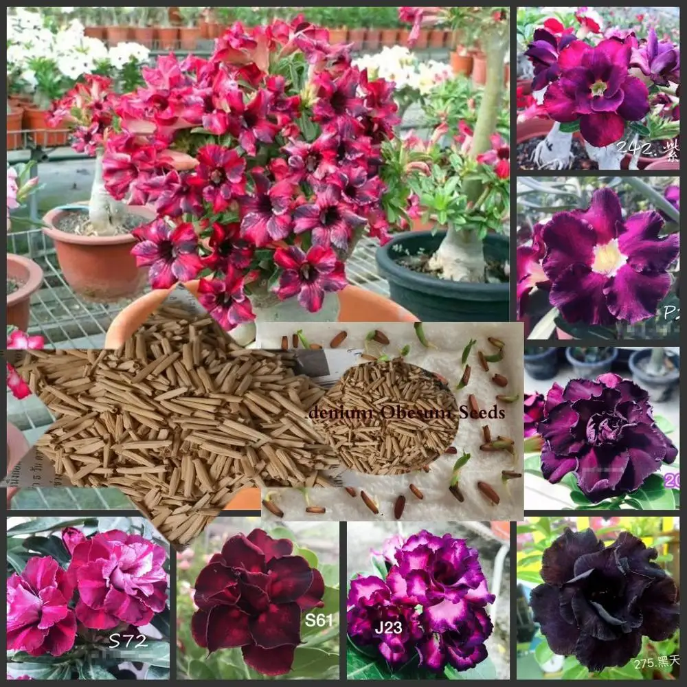 

10PCS 100% Fresh Real Mixture of 8 colors Adenium Obesum semillas - Bonsai Desert Rose Flower Plant semillas sementes
