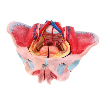 

1: 1 Female Pelvic Ligaments Muscles Nerves Model Anatomical Model for School Teaching Tool Learning Display Lab Supplies