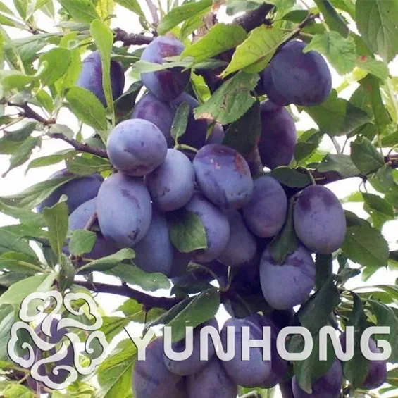 

10pcs Varieties Of Potted Red Prune Fruit Wholesale Prune Fruit Delicilous Very Easy Grow Rose As Gift Free Shipping