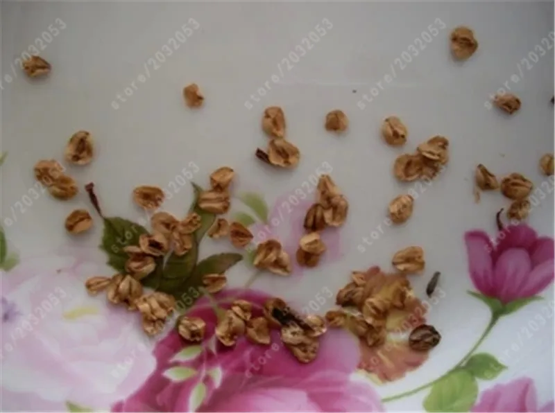 50 Pcs Dawn Redwood Forest Bonsai - Bonsai Tree - Metasequoia glyptostroboides 50 Pcs Dawn Redwood Forest Bonsai - Bonsai Tree - Metasequoia glyptostroboides