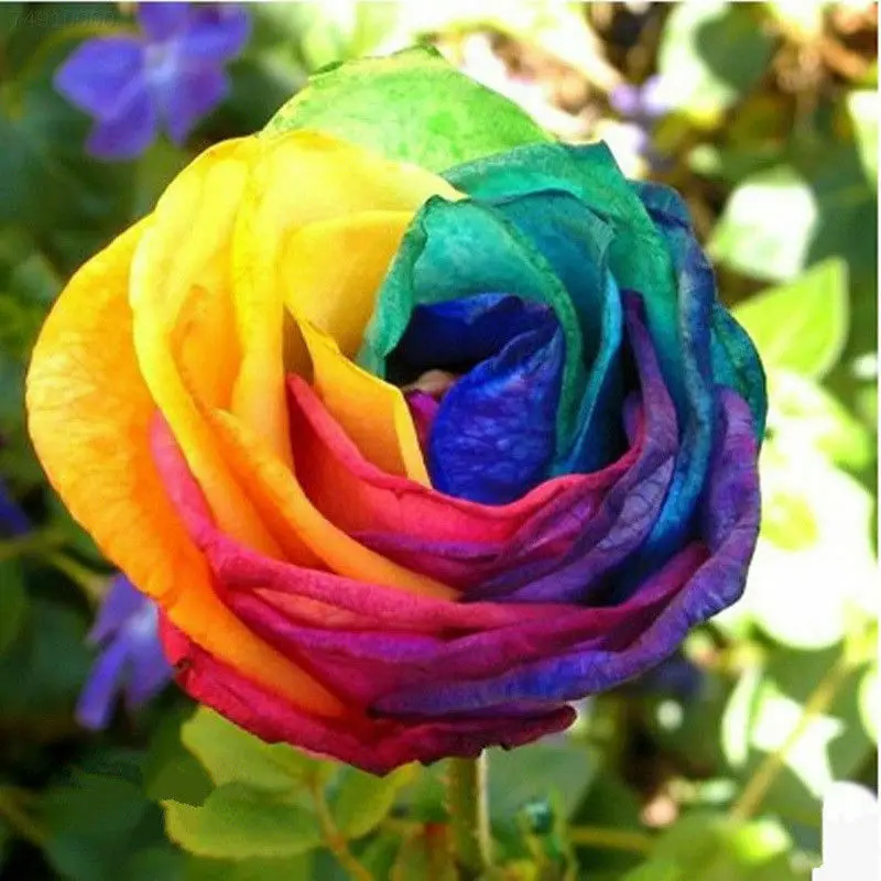 

2019 Rainbow Rose Bonsai In Stock Flowers Seeds Outdoor Living Plants Garden Decoration 100 pcs Cheap