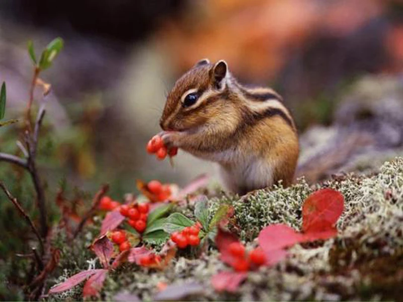 baby-chipmunks1_1_540x