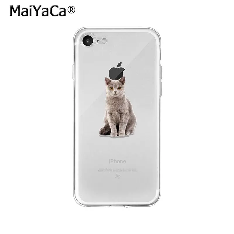 Cute Cat Kitten