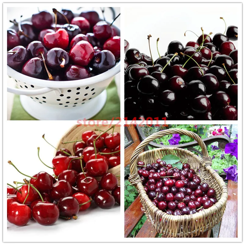 

10pcs/bag mix red black cherry ,japanese cherry ,vegetable fruit bonsai plant for home garden