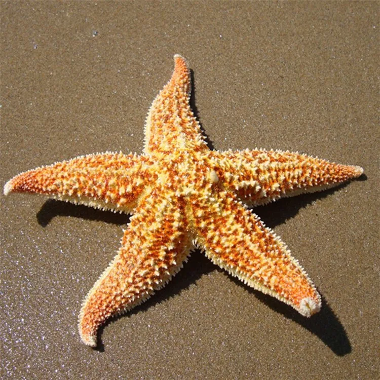 Natural Starfish 9