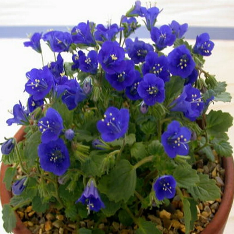 Cobalt Blue Flowers Promotion For Promotional 10pcs Bag Phacelia Campanularia Seeds Cobalt Blue Desert Bluebells Southern California Zhong Honoka Flower
