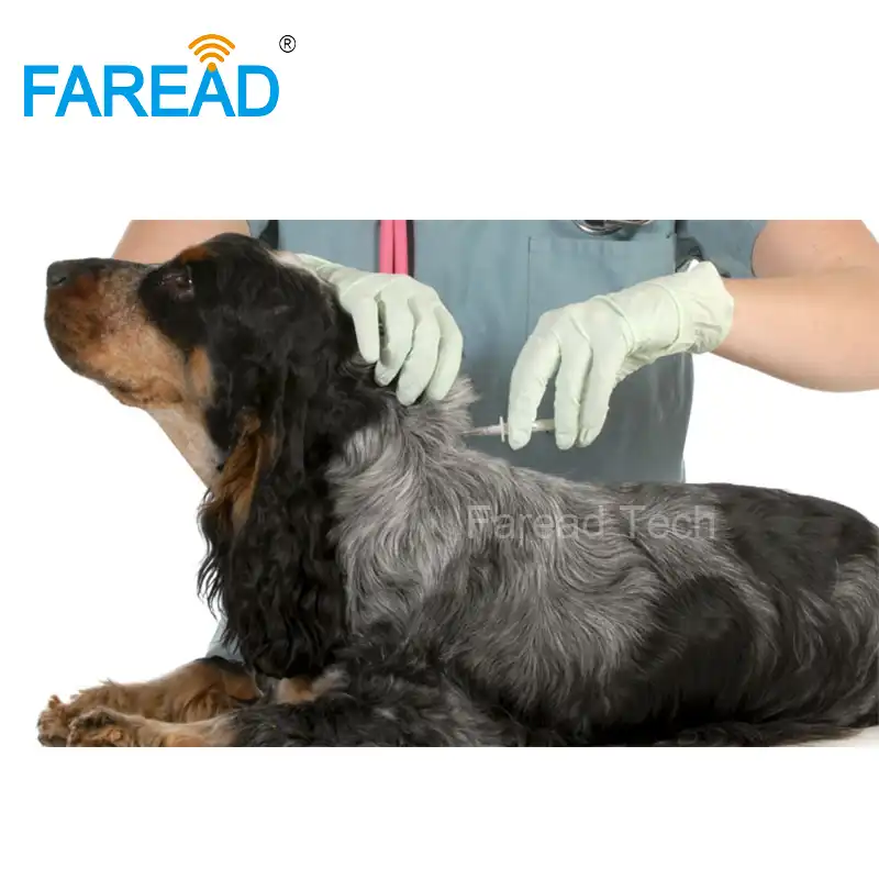 X100pcs Rfid Chien Chat Cheval Rfid Vétérinaire Micropuce Seringue Avec 212x12mm Fdx B Injectable Puce Pour Animal Id Implanter