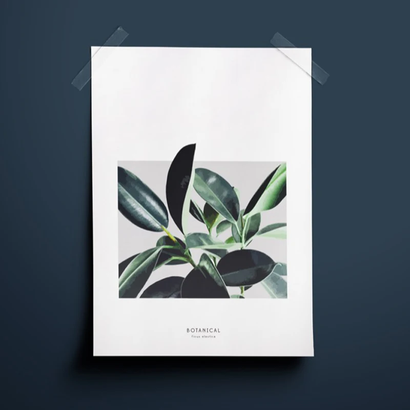 ficus_elastica_1