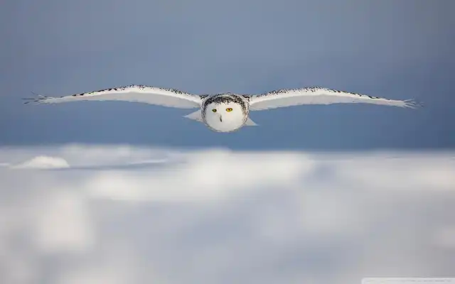 Online Shop Ruang Tamu Kain Poster Dinding Dekorasi Rumah Burung
