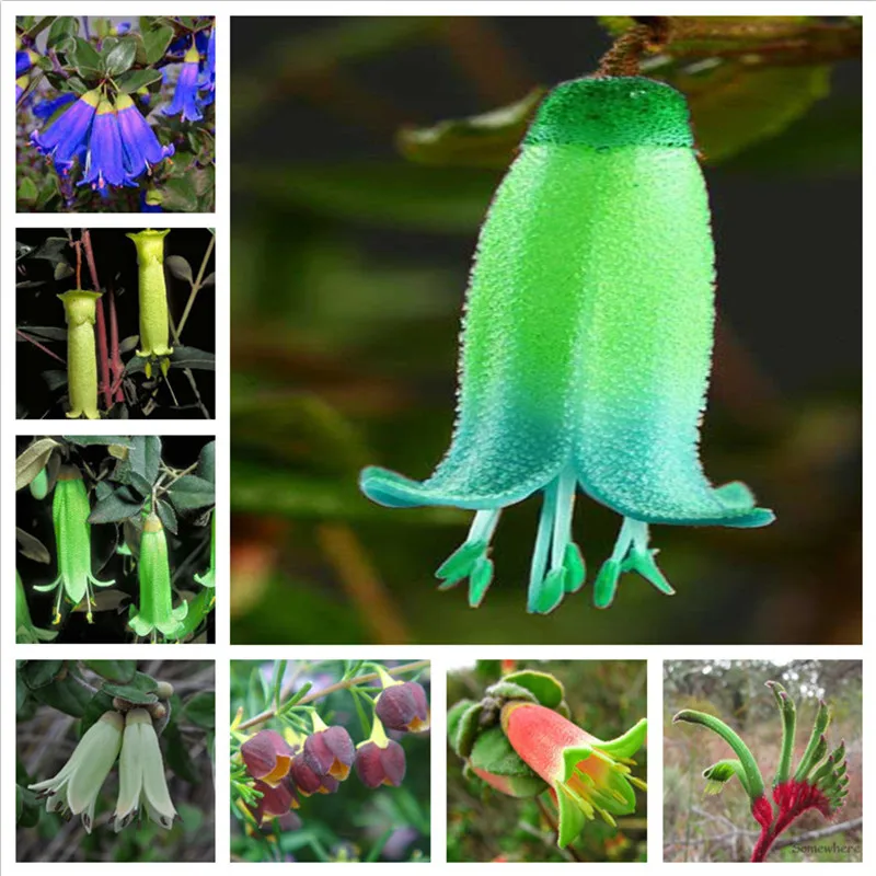 

100 Pcs Mini Bonsai Fuchsia Hanging Fuchsia Flowers Important Autumn Begonia Perennial Indoor Plant Pot Garden Easy to Grow