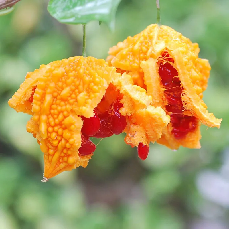 

10 Long Balsam Pear Bitter Melon Bitter Gourd Kidney Momordica Charantia For Home Garden Vegetable