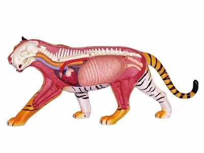 4D головоломка сборная игрушка Собранный Тигр Анатомия Медицинское использование модель животного аниме медицинская наука анатомическая модель наука кукла игрушки