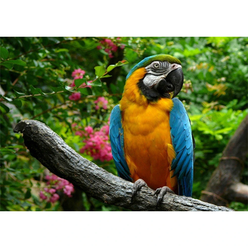 

LI LOYE DIY Diamond Mosaic Colorful parrot 5D Diamond Painting Cross Stitch Kits Diamond Embroidery Rhinestone Home Decor RT553