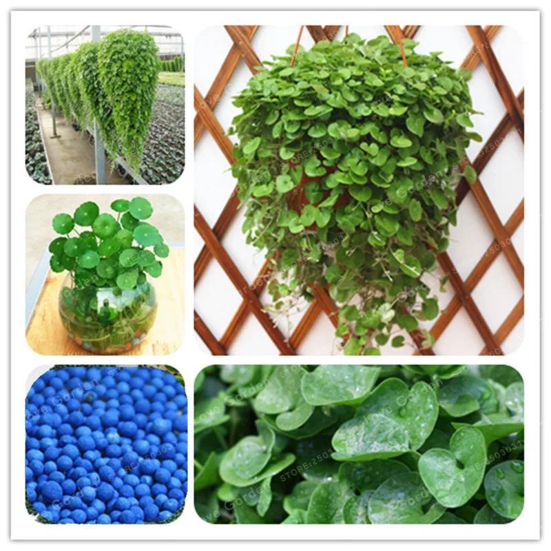 

100 Pcs/Bag Dichondra Repens Bonsai (Emerald Falls) Multi Leafed Grass Bonsai Green Perennial Plant Dichondra Bonsai