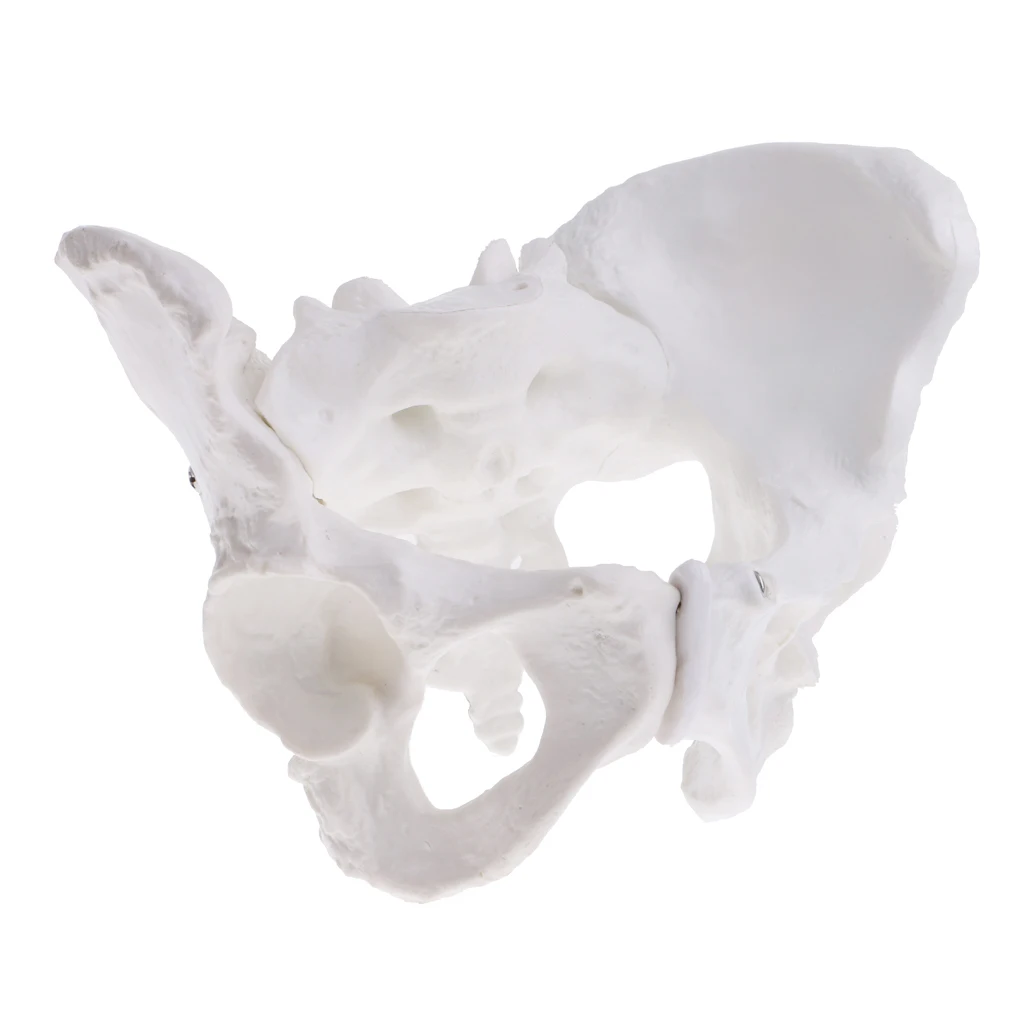 100% brand new 1:1 Female Pelvis Sacrum Pubis Skeleton Anatomical Model Science Educational Toy for School Student Teacher