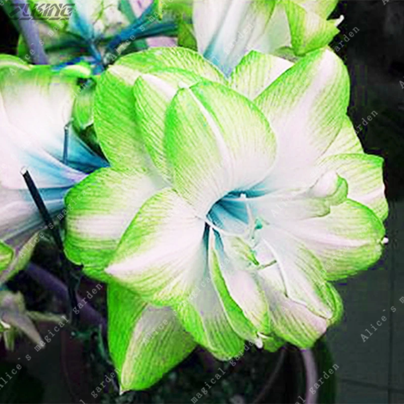 

100pcs Chinese Colorful Mix Amaryllis Rare Gorgeous Special Color Hippeastrum Bonsai Exotic Perennial Plant