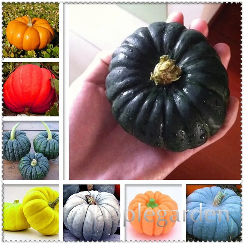 

20 pcs Decorative Pumpkin Bonsai Heirloom Vegetable Bonsai Home Grown Cucurbita Pepo Turkish Turban Pumpkin Bonsai Garden Plant