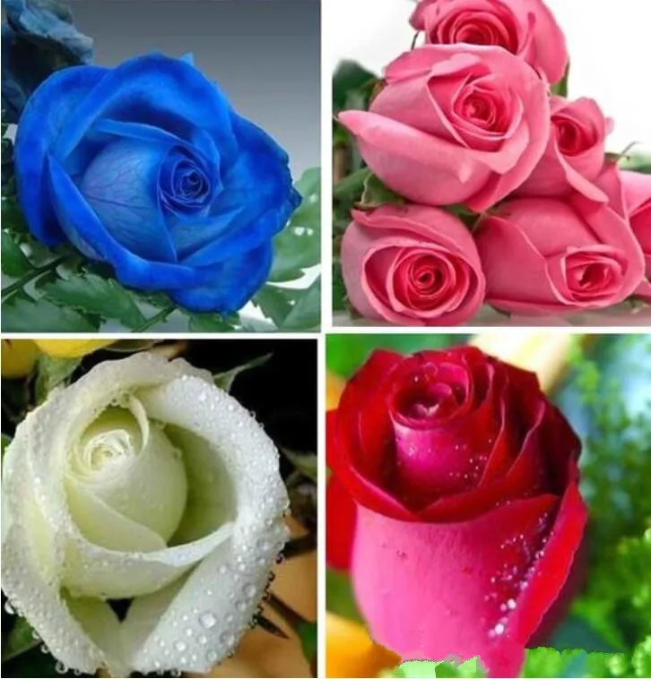Последние семена дешевый цветок, Роза Популярные 9 цветов садовые семена 100 шт. посылка садовые растения