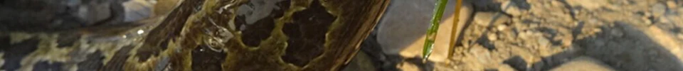 ENG_54