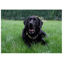 5D DIY квадратная/круглая Алмазная картина черная собака Лабрадор вышивка крестиком Алмазная Вышивка Узор Стразы домашний декор J1163