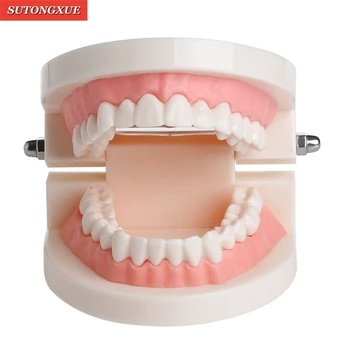 

New Adult Teeth Model Standard Dental Teaching Study Typodont Demonstration Tool
