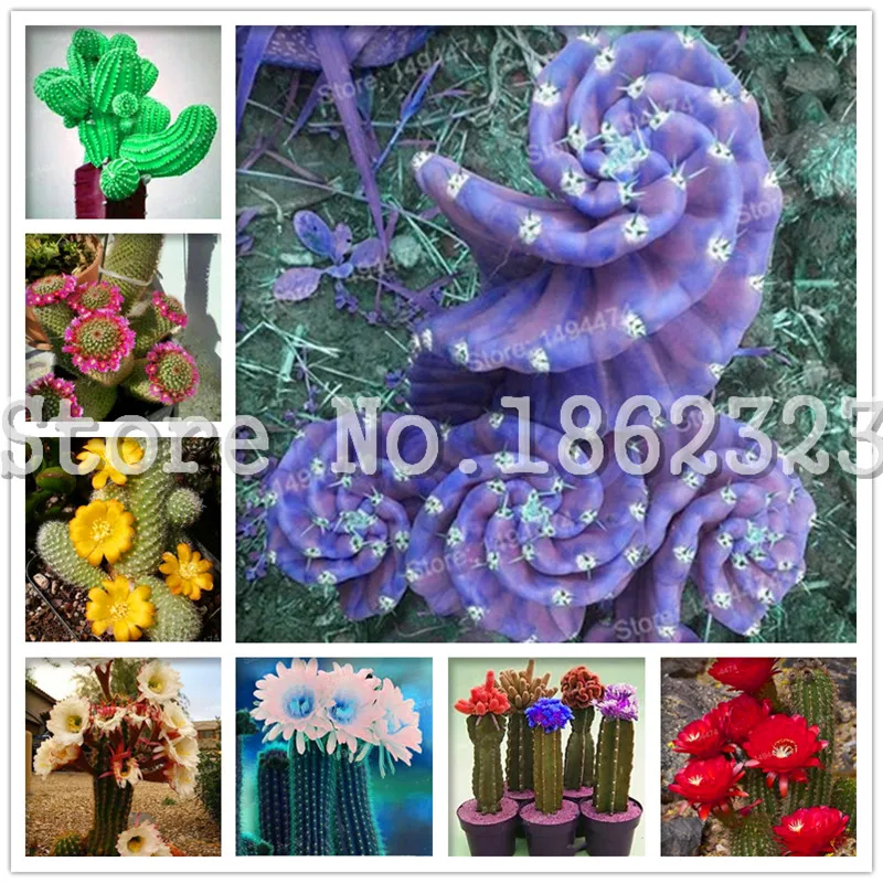 

Hot sales! 100 pcs 100% Genuine Fresh Rare Cactus Flower bonsai Succulent Plant Cactus Flowering potted plants DIY Home Garden
