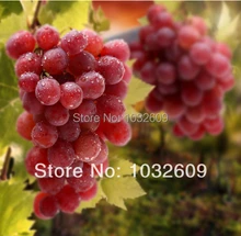 150pcs Red grape seeds Sweet sementes frutas Grape Fruit Seeds fruit salad tree For Home Garden Plant FTFR002