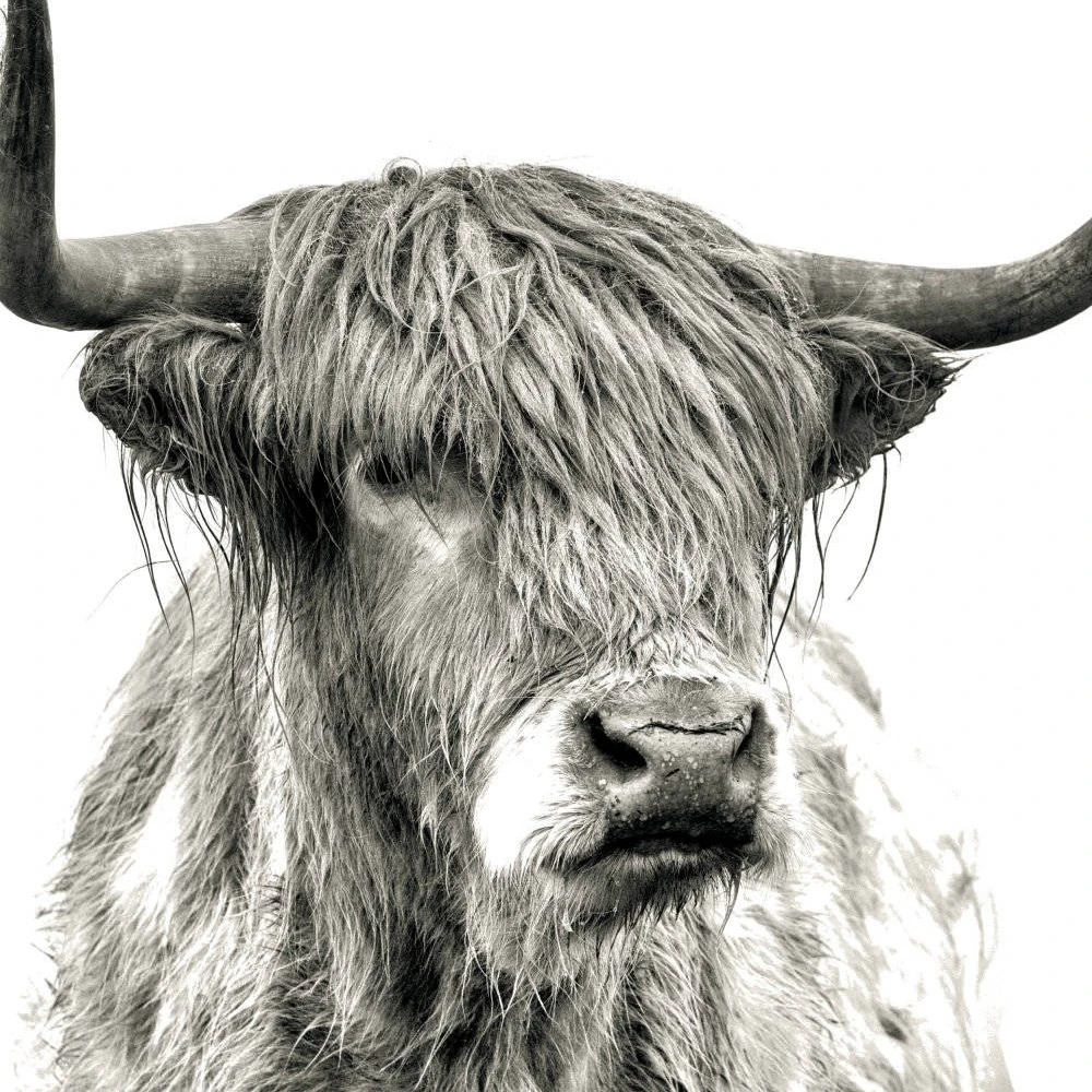 Highland Cow Canvas Art Print Poster Farm Animal Bull Photography