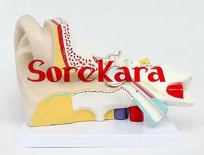 

Human Anatomical Inner Ear Auricula Auditory System Organ Medical Teach Model School Hospital