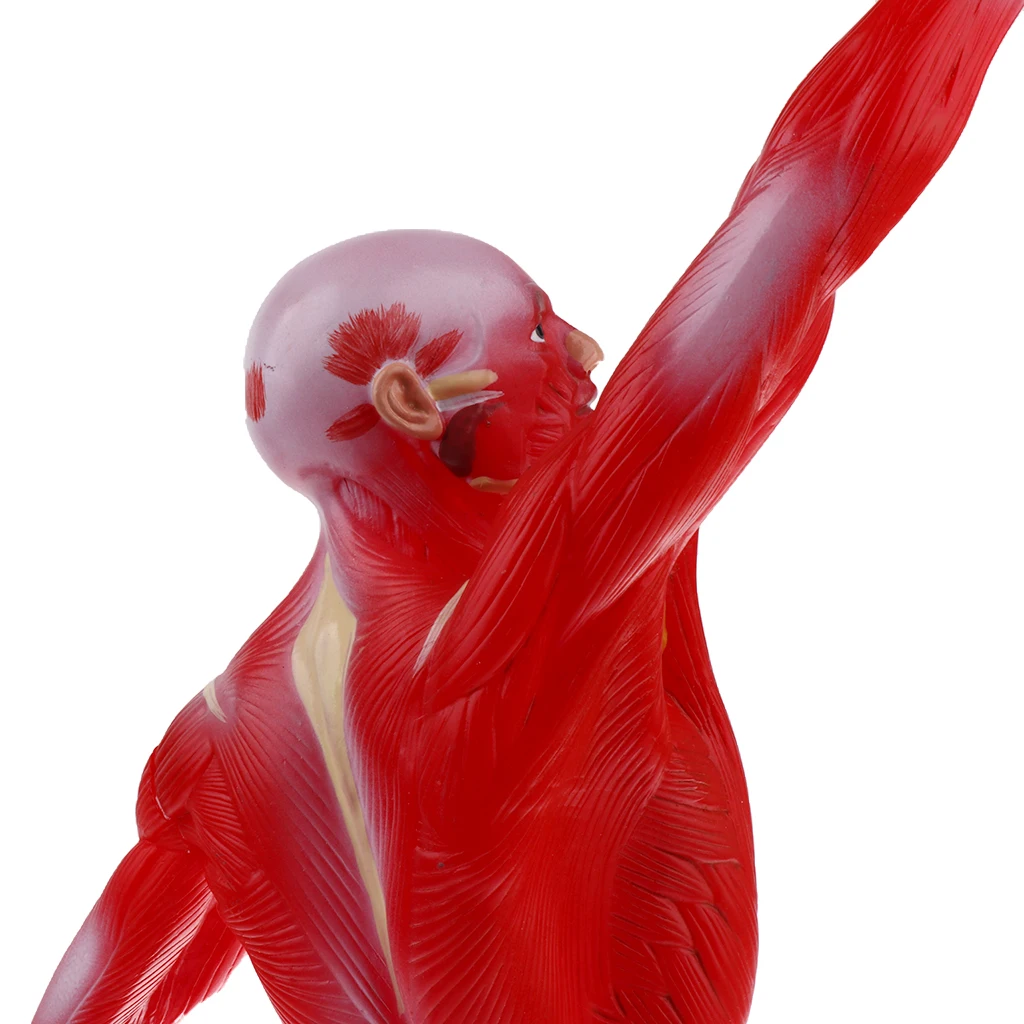 

1:4 50cm Human Muscle Superficial Muscle Torso Skeleton Model Anatomical Teacing Display Lab Demonstration Ornament