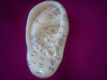 

free shipping new upgrade 17CM ear massage set model in english version