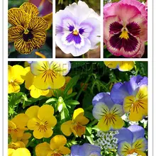 200 шт Экзотические анютины глазки смешанные цвета бонсай цветок Diy домашний сад в горшках или во дворе декоративные растения Цветущий альт три цвета цветок