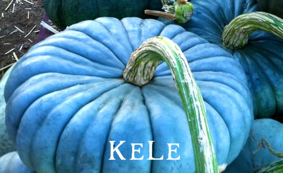 

Vegetable Bonsai 20Pieces/lot Perennial Rare Ornamental edible Blue Jarrahdale Pumpkin garden exotic Blue grey Coloring,#2HO5QT