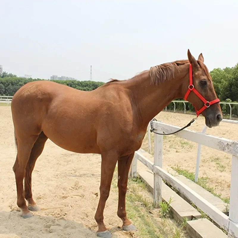 Конный конь, текстильная клетка для уздечек, восемь футов в длину, ведущий упряжь для лошадей и оборудования