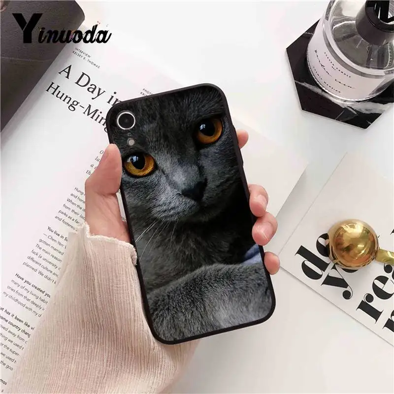 British Shorthair cat Top Design