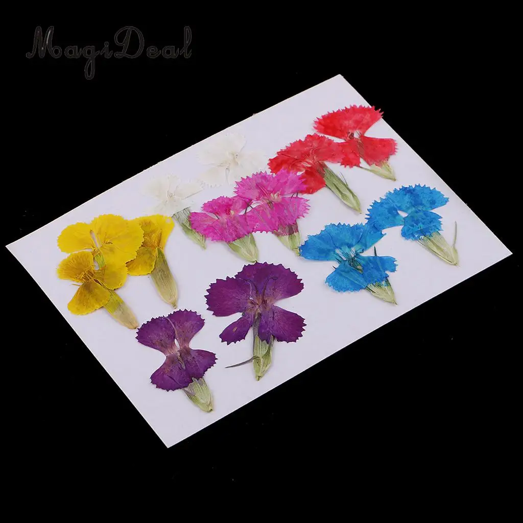 12Pcs Real Pressed Leaves Dried Flower Dianthus Flowers Embellishments DIY Materials Card Making Scrapbooking Art Crafts Jewelry