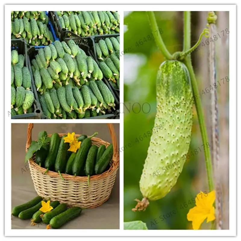 

100pcs Rare Cucumber bonsai plants Japanese Long Cucumber Vegetable fruits Home &Garden Planting winter decoration