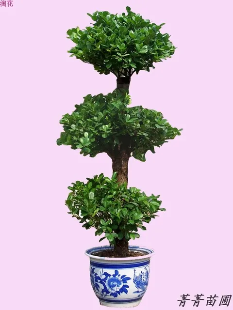 Large foliage bonsai plants indoor large plants money tree ... Large foliage bonsai plants indoor large plants money tree ...