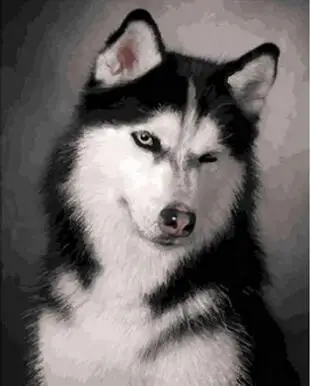 Tricky husky Oil Painting By Number Acrylic Paint Decor Canvas Painting Coloring By Number Drawing Animal